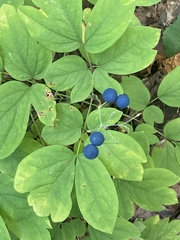 Caulophyllum thalictroides