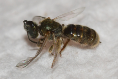 Lasioglossum bruneri