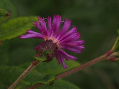 Vernonia missurica