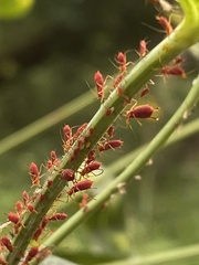 Macrosiphini