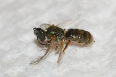 Lasioglossum bruneri