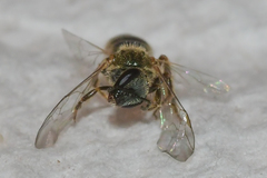 Lasioglossum bruneri