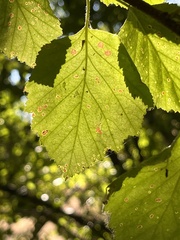 Betula occidentalis