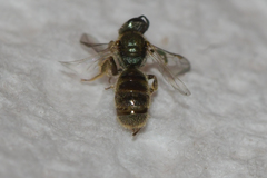 Lasioglossum bruneri