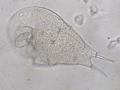 Copepoda