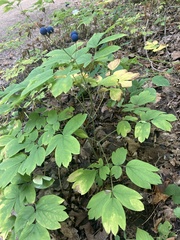 Caulophyllum thalictroides