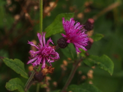 Vernonia missurica