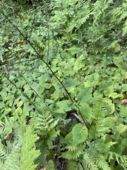 Symphyotrichum ciliolatum