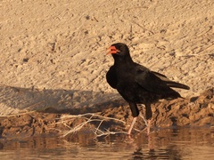 Pyrrhocorax pyrrhocorax