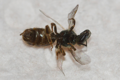 Lasioglossum bruneri
