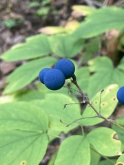 Caulophyllum thalictroides
