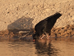 Pyrrhocorax pyrrhocorax