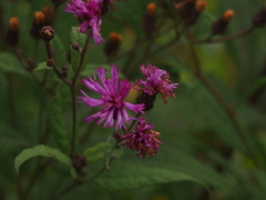 Vernonia missurica