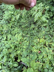 Symphyotrichum ciliolatum
