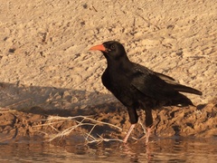 Pyrrhocorax pyrrhocorax