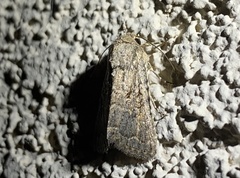 Protorthodes