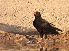Pyrrhocorax pyrrhocorax