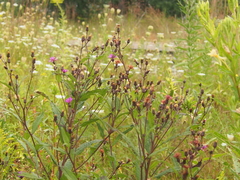 Vernonia missurica