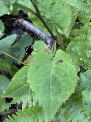 Symphyotrichum ciliolatum
