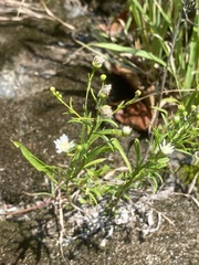 Solidago ptarmicoides