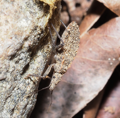 Triatoma