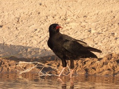 Pyrrhocorax pyrrhocorax