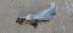 Mephitis macroura