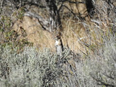 Urocitellus beldingi
