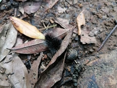 Apistosia judas