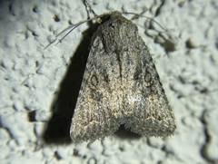 Protorthodes