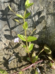 Lindernia dubia anagallidea