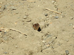 Junonia grisea