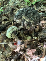 Strobilomyces strobilaceus