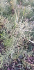Artemisia adamsii