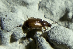 Corticariinae