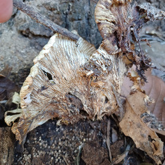 Omphalotus nidiformis