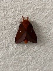 Anisota pellucida