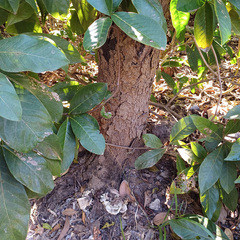 Omphalotus nidiformis