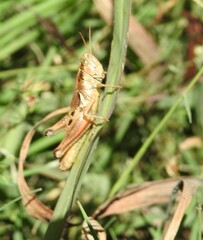 Melanoplus devastator
