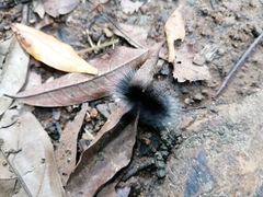 Apistosia judas