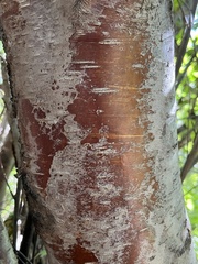 Betula occidentalis