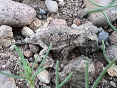 Phrynosoma hernandesi
