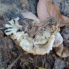 Omphalotus nidiformis
