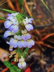 Collinsia