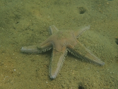 Astropecten armatus