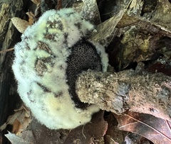 Strobilomyces strobilaceus