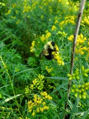 Bombus affinis