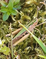 Omocestus viridulus