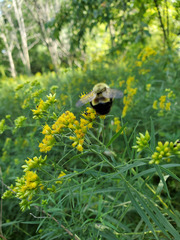 Bombus affinis