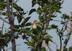 Spiza americana